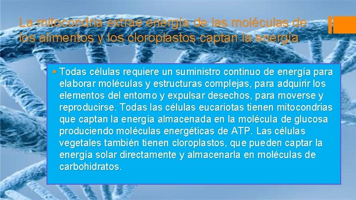 La mitocondria extrae energía de las moléculas de los alimentos y los cloroplastos captan