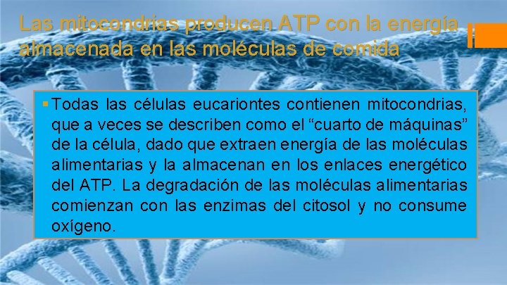 Las mitocondrias producen ATP con la energía almacenada en las moléculas de comida §