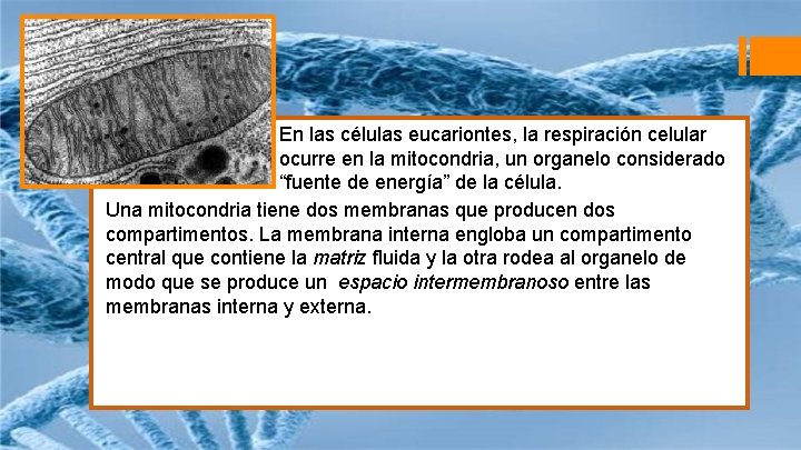 § En las células eucariontes, la respiración celular ocurre en la mitocondria, un organelo