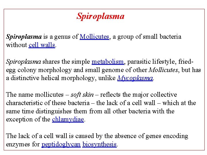 Spiroplasma is a genus of Mollicutes, a group of small bacteria without cell walls.