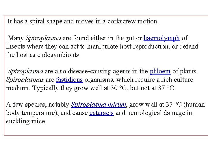 It has a spiral shape and moves in a corkscrew motion. Many Spiroplasma are