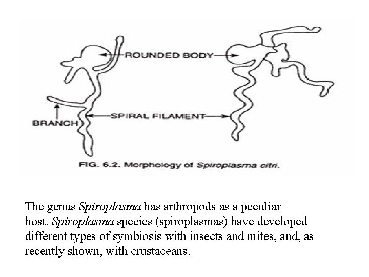 The genus Spiroplasma has arthropods as a peculiar host. Spiroplasma species (spiroplasmas) have developed
