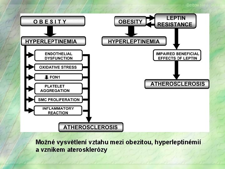 Beltowski J, 2006) Možné vysvětlení vztahu mezi obezitou, hyperleptinémií a vznikem aterosklerózy 