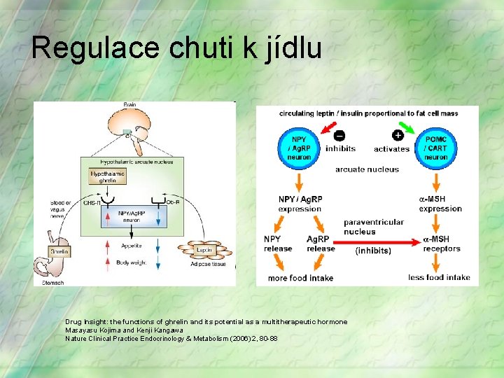 Regulace chuti k jídlu Drug Insight: the functions of ghrelin and its potential as