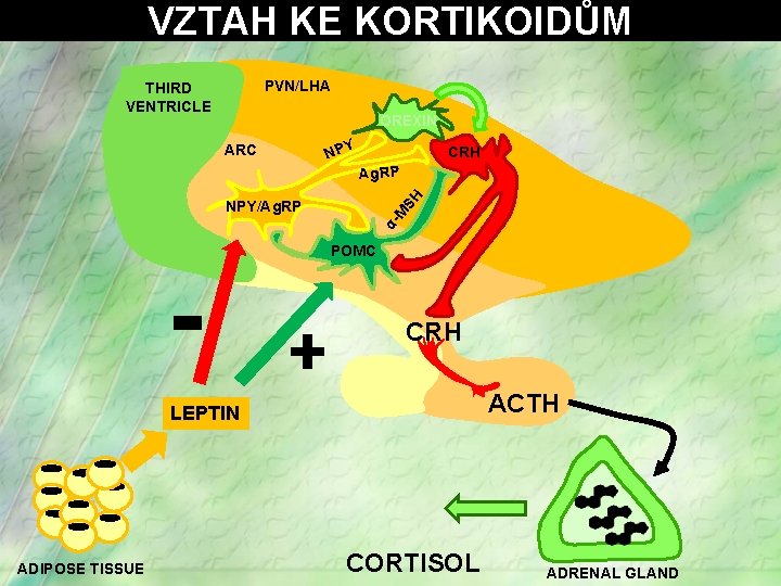 VZTAH KE KORTIKOIDŮM PVN/LHA THIRD VENTRICLE OREXIN ARC Y NP CRH SH Ag. RP