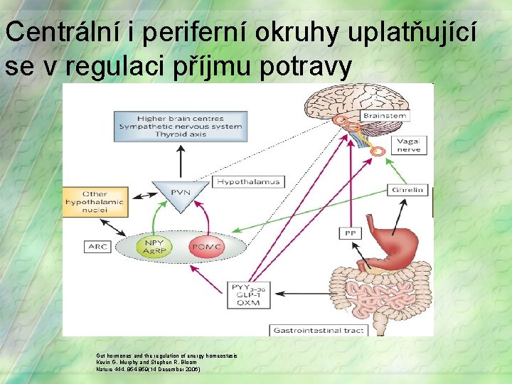Centrální i periferní okruhy uplatňující se v regulaci příjmu potravy Gut hormones and the