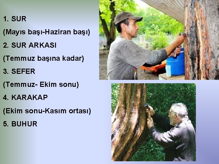 1. SUR (Mayıs başı-Haziran başı) 2. SUR ARKASI (Temmuz başına kadar) 3. SEFER (Temmuz-