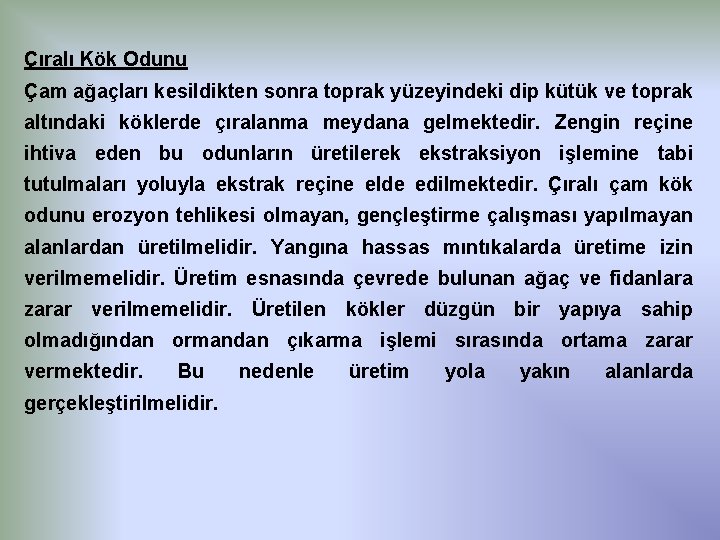 Çıralı Kök Odunu Çam ağaçları kesildikten sonra toprak yüzeyindeki dip kütük ve toprak altındaki