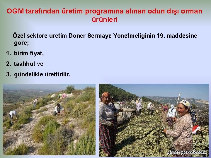 OGM tarafından üretim programına alınan odun dışı orman ürünleri Özel sektöre üretim Döner Sermaye