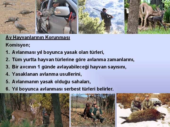 Av Hayvanlarının Korunması Komisyon; 1. Avlanması yıl boyunca yasak olan türleri, 2. Tüm yurtta