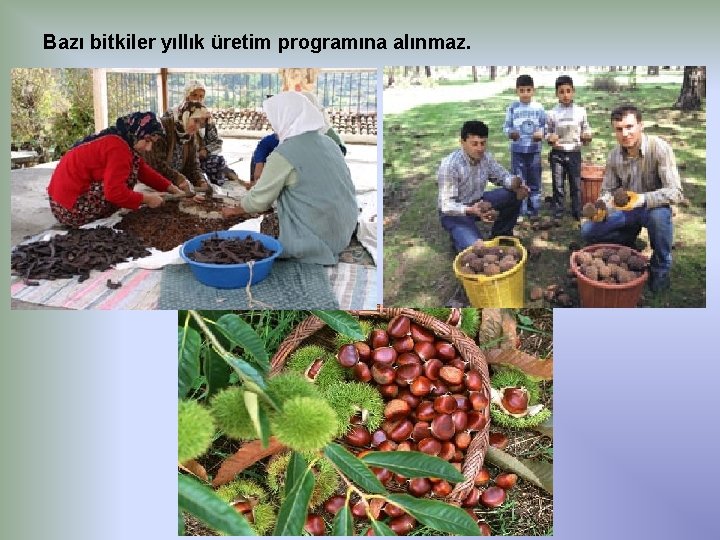 Bazı bitkiler yıllık üretim programına alınmaz. 