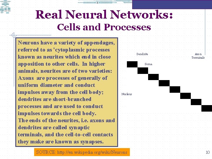 Real Neural Networks: Cells and Processes Neurons have a variety of appendages, referred to