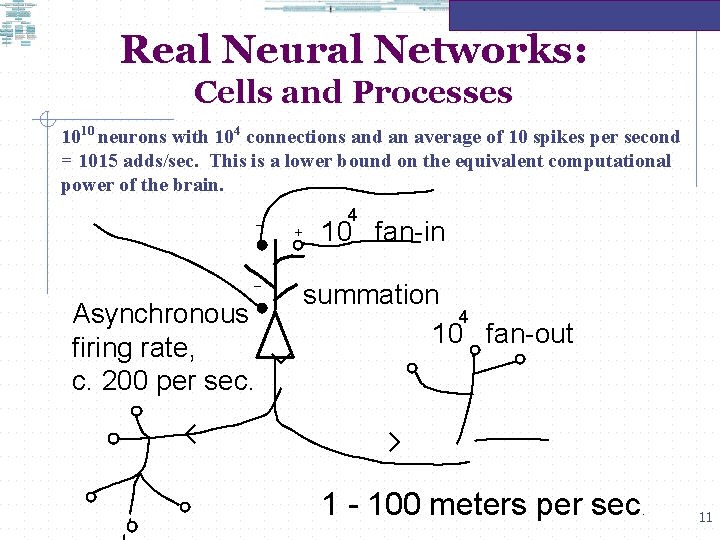 Real Neural Networks: Cells and Processes 1010 neurons with 104 connections and an average