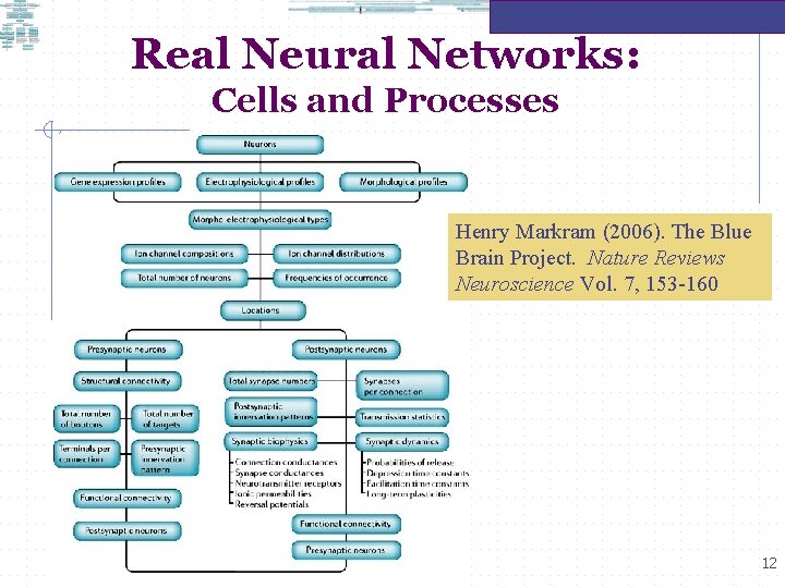 Real Neural Networks: Cells and Processes Henry Markram (2006). The Blue Brain Project. Nature