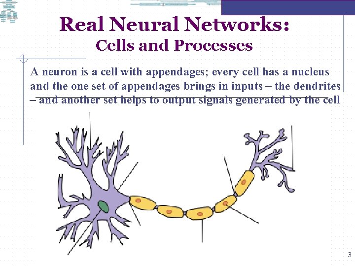 Real Neural Networks: Cells and Processes A neuron is a cell with appendages; every