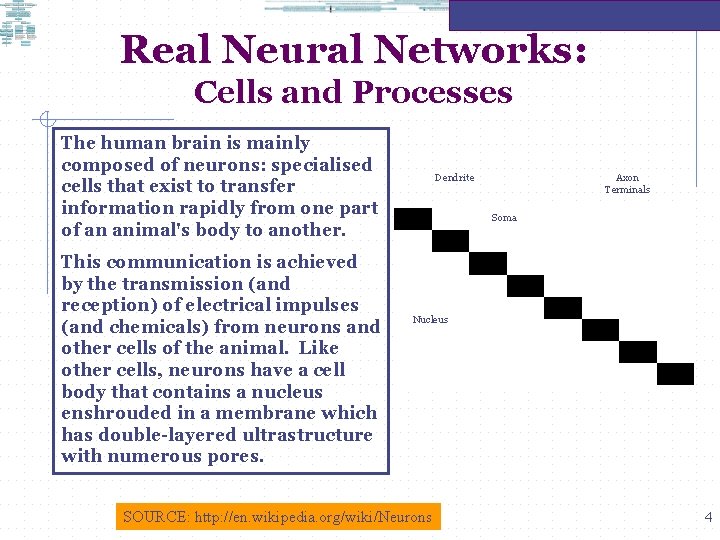 Real Neural Networks: Cells and Processes The human brain is mainly composed of neurons: