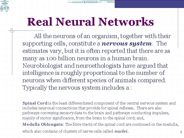 Real Neural Networks • All the neurons of an organism, together with their supporting