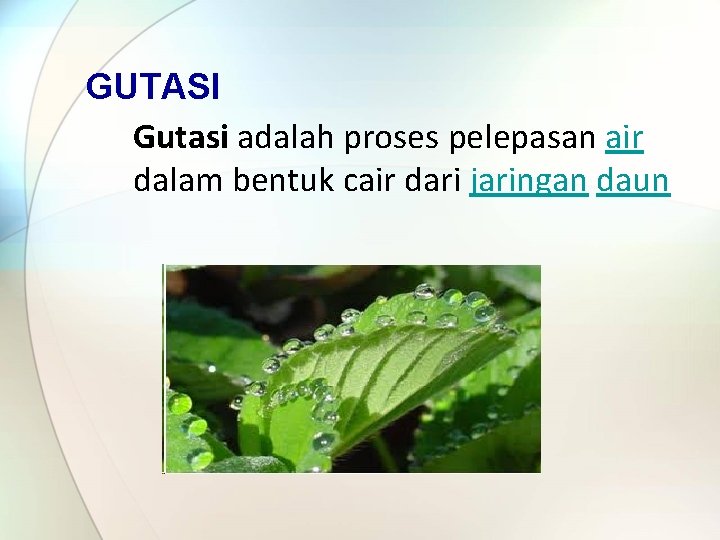 GUTASI Gutasi adalah proses pelepasan air dalam bentuk cair dari jaringan daun 