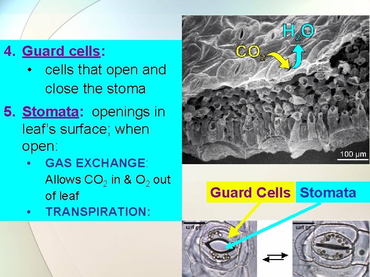 4. Guard cells: • cells that open and close the stoma 5. Stomata: openings