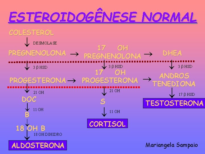 ESTEROIDOGÊNESE NORMAL COLESTEROL DESMOLASE 3 HSD PREGNENOLONA PROGESTERONA 21 OH DOC B 11 OH