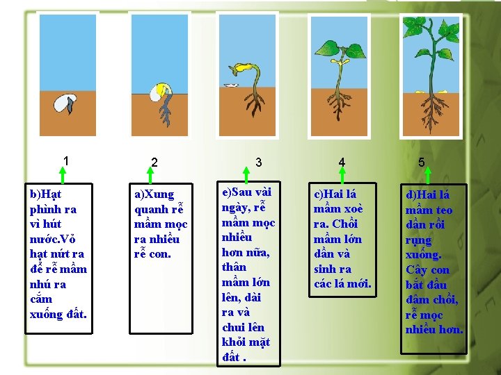 1 b)Hạt phình ra vì hút nước. Vỏ hạt nứt ra để rễ mầm