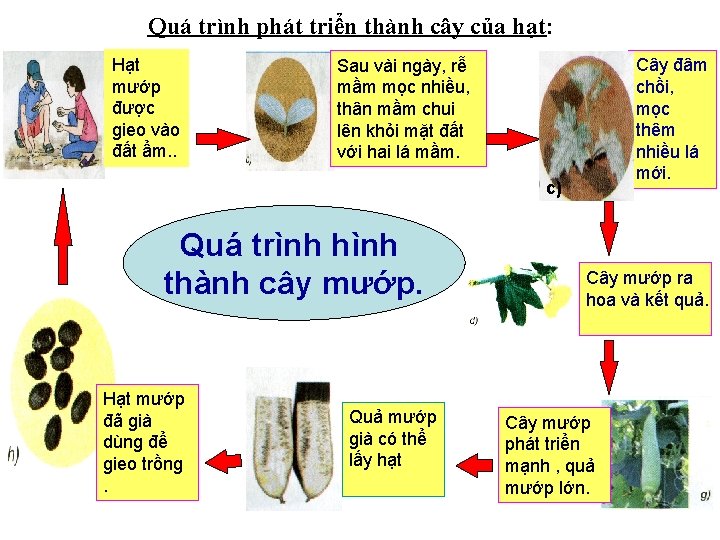 Quá trình phát triển thành cây của hạt: Hạt mướp được gieo vào đất