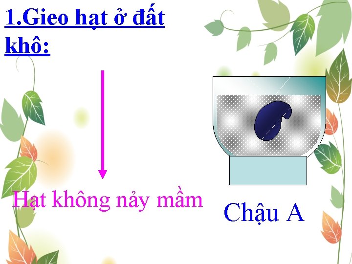 1. Gieo hạt ở đất khô: Hạt không nảy mầm Chậu A 