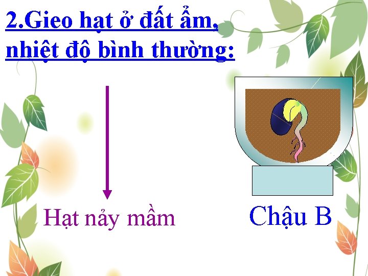 2. Gieo hạt ở đất ẩm, nhiệt độ bình thường: Hạt nảy mầm Chậu