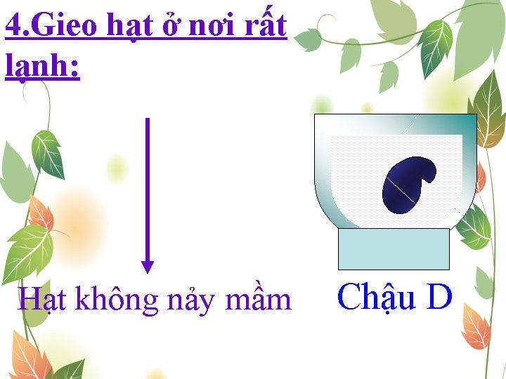 4. Gieo hạt ở nơi rất lạnh: Hạt không nảy mầm Chậu D 