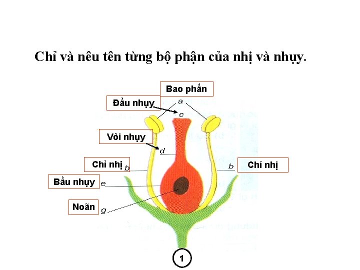 Chỉ và nêu tên từng bộ phận của nhị và nhụy. Bao phấn Đầu