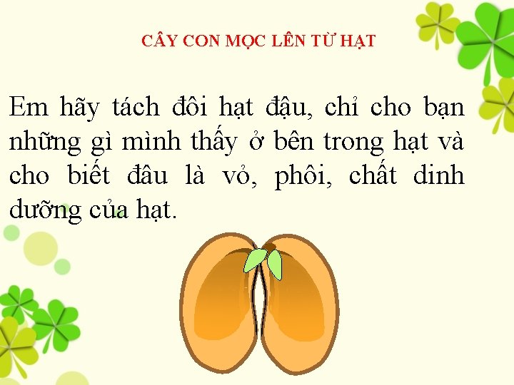 C Y CON MỌC LÊN TỪ HẠT Em hãy tách đôi hạt đậu, chỉ