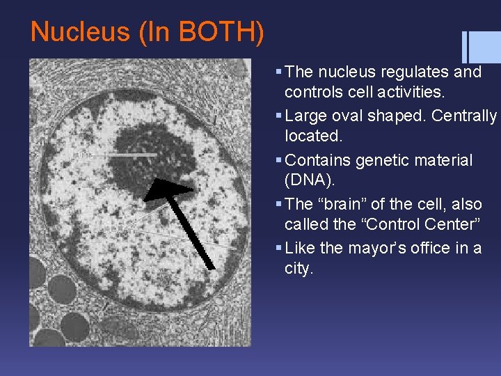 Nucleus (In BOTH) § The nucleus regulates and controls cell activities. § Large oval