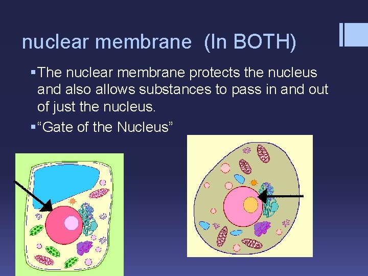 nuclear membrane (In BOTH) § The nuclear membrane protects the nucleus and also allows