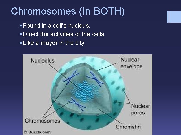 Chromosomes (In BOTH) § Found in a cell’s nucleus. § Direct the activities of