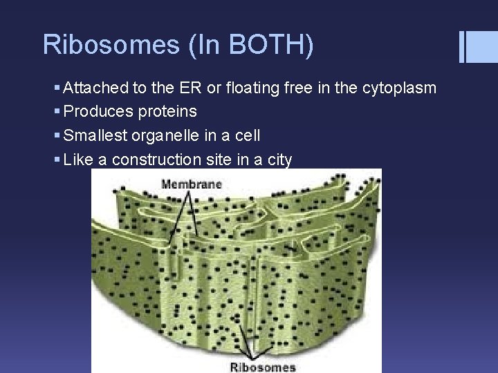Ribosomes (In BOTH) § Attached to the ER or floating free in the cytoplasm