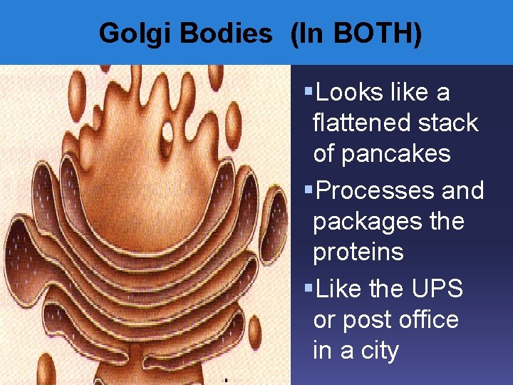 Golgi Bodies (In BOTH) §Looks like a flattened stack of pancakes §Processes and packages