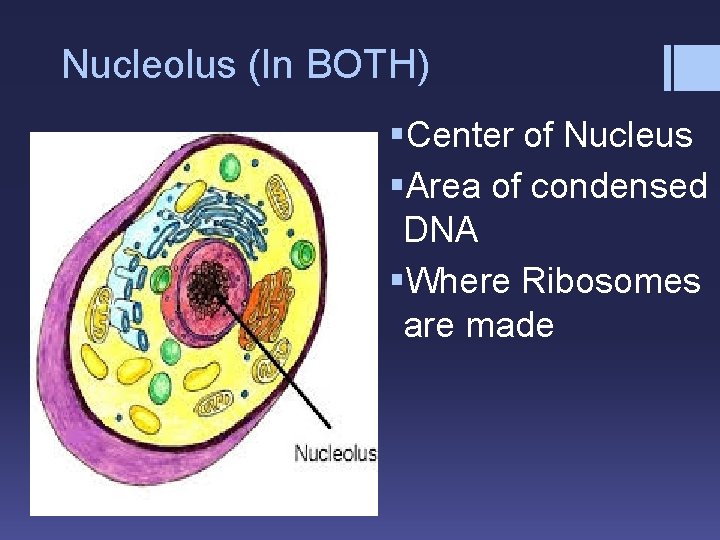 Nucleolus (In BOTH) §Center of Nucleus §Area of condensed DNA §Where Ribosomes are made