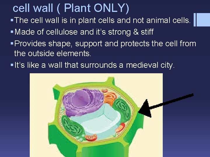 cell wall ( Plant ONLY) § The cell wall is in plant cells and