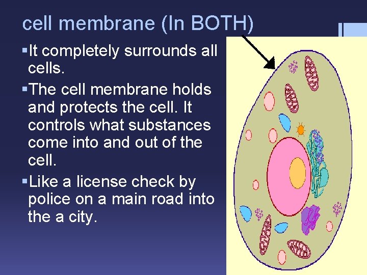 cell membrane (In BOTH) §It completely surrounds all cells. §The cell membrane holds and