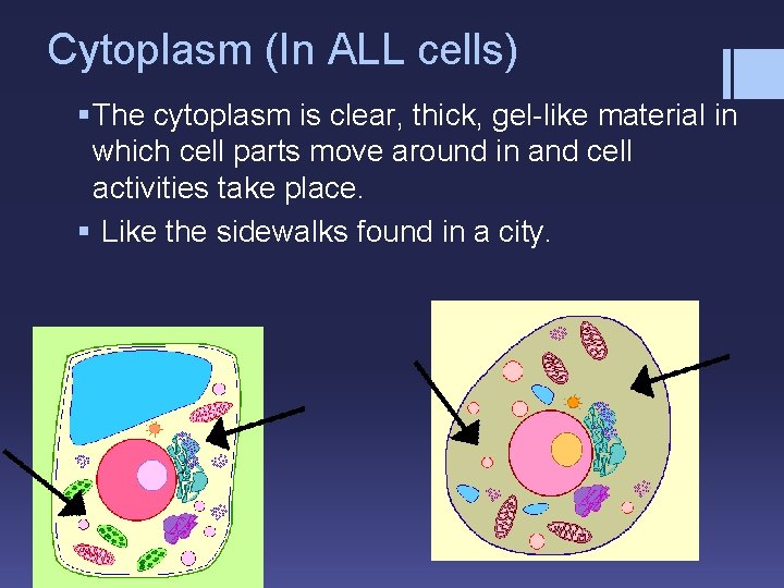 Cytoplasm (In ALL cells) § The cytoplasm is clear, thick, gel-like material in which
