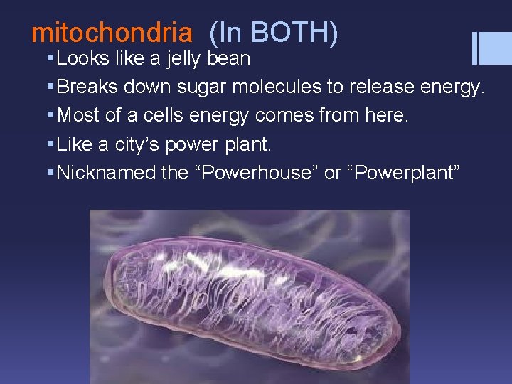 mitochondria (In BOTH) § Looks like a jelly bean § Breaks down sugar molecules