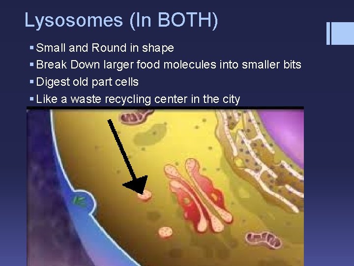 Lysosomes (In BOTH) § Small and Round in shape § Break Down larger food