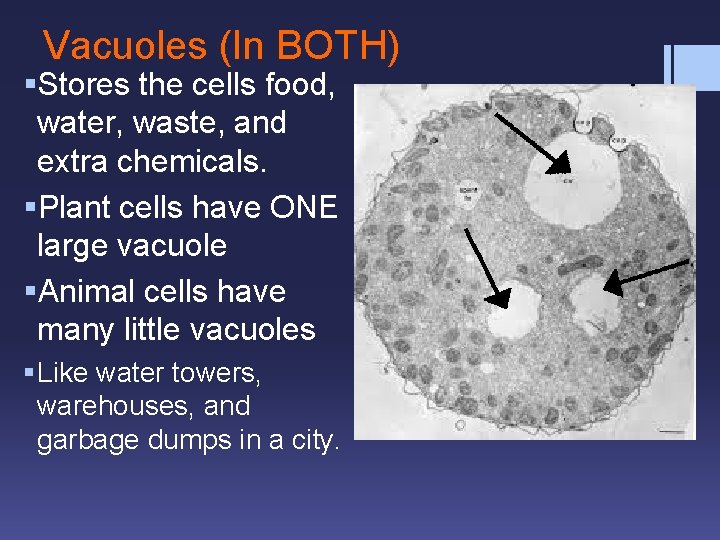 Vacuoles (In BOTH) §Stores the cells food, water, waste, and extra chemicals. §Plant cells