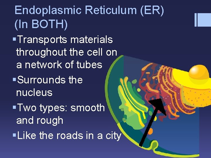 Endoplasmic Reticulum (ER) (In BOTH) §Transports materials throughout the cell on a network of