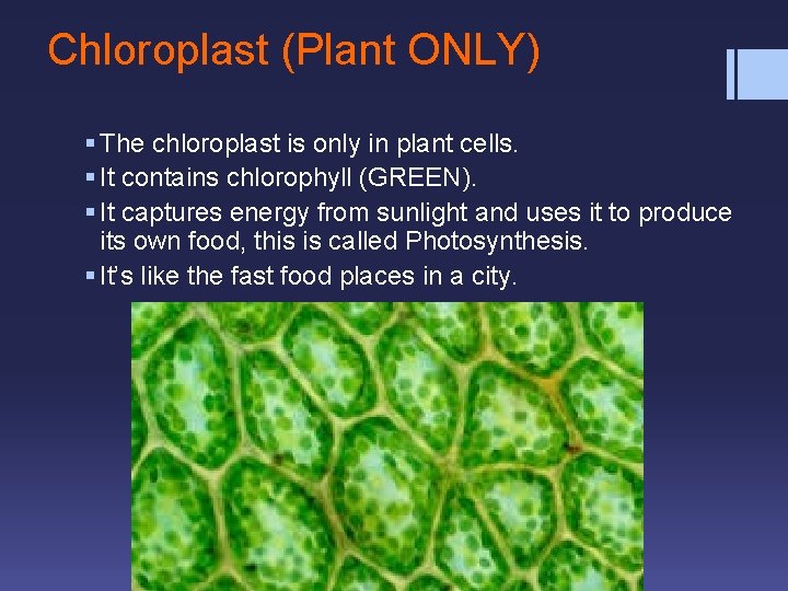 Chloroplast (Plant ONLY) § The chloroplast is only in plant cells. § It contains