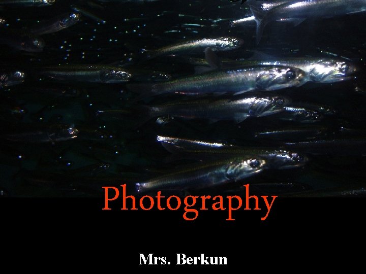 Photography Mrs. Berkun 