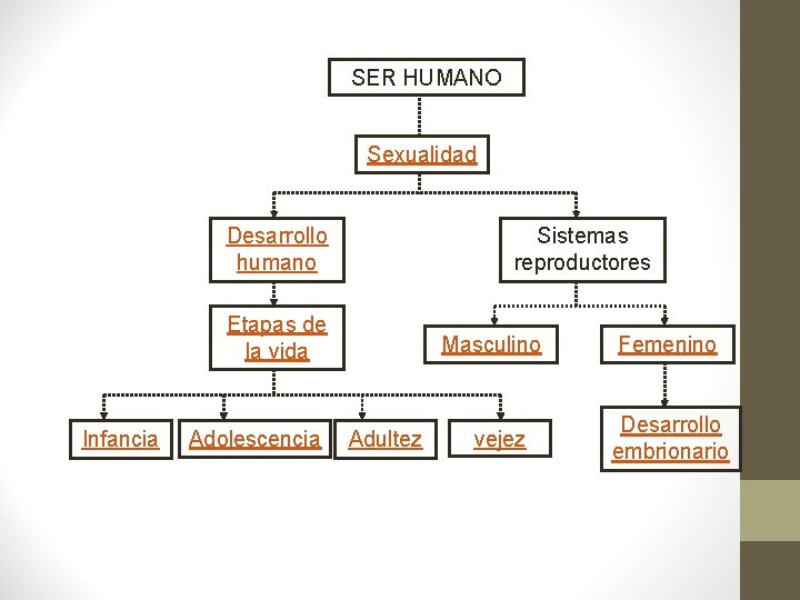 SER HUMANO Sexualidad Desarrollo humano Sistemas reproductores Etapas de la vida Infancia Adolescencia Masculino