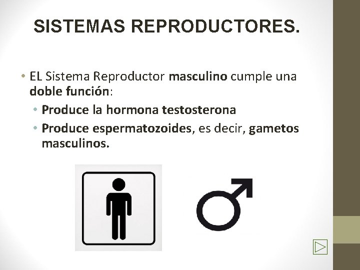 SISTEMAS REPRODUCTORES. • EL Sistema Reproductor masculino cumple una doble función: • Produce la