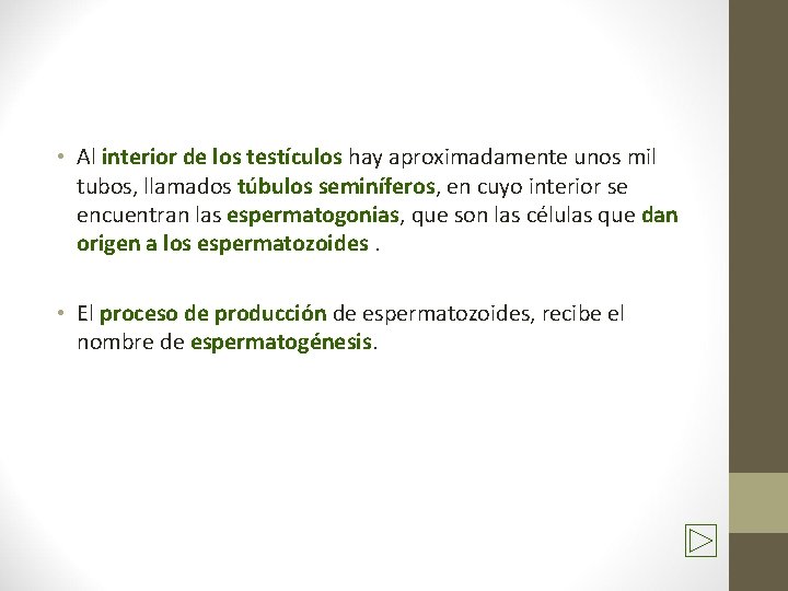  • Al interior de los testículos hay aproximadamente unos mil tubos, llamados túbulos