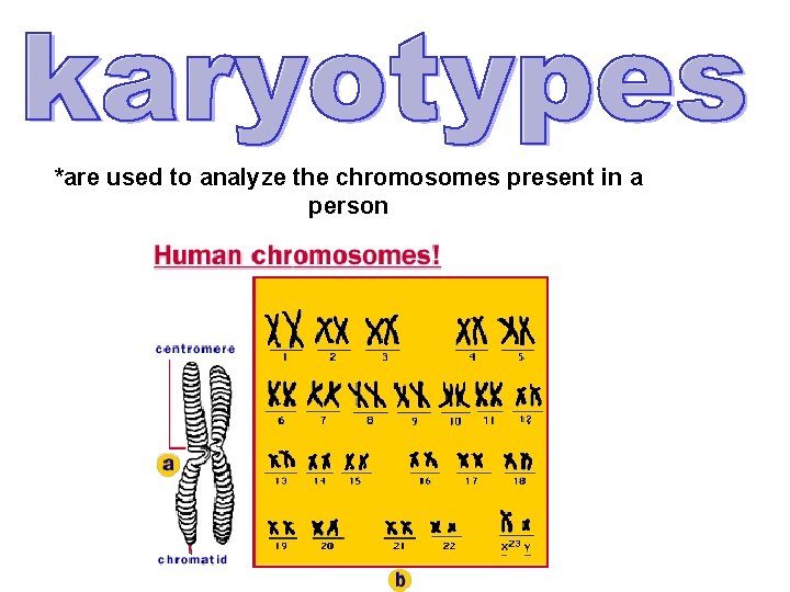 *are used to analyze the chromosomes present in a person 